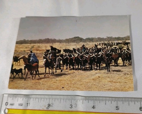 Cartolina d'epoca Africa in Camerun fauna selvatica vista un gregge di Z-bus portato a casa - Foto 1 di 5