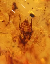 100 MILL. YEARS OLD BURMITE AMBER WITH INSECT SKIN  (ABR12/81)