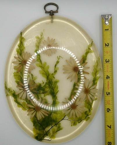 Lucite Real Daisy Window Hanger Mid Century Natural Farm House Decoration - Picture 3 of 6