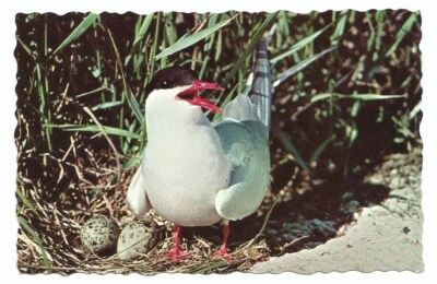 Maine ME Postcard Artic Tern Bird Wildlife