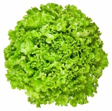 Lettuce Seeds - Leaf - Green Ice - Heirlooms - 1.gram