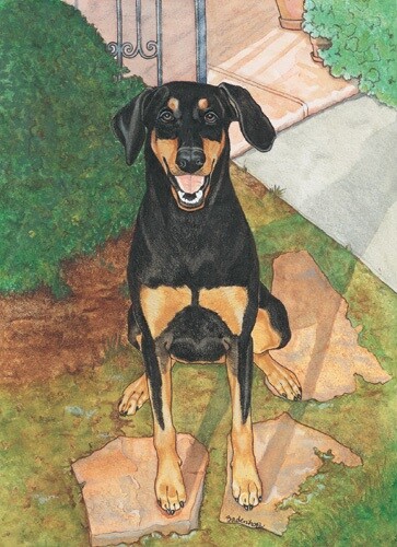Doberman Birthday Card 5 x 7 with Envelope - Picture 1 of 1