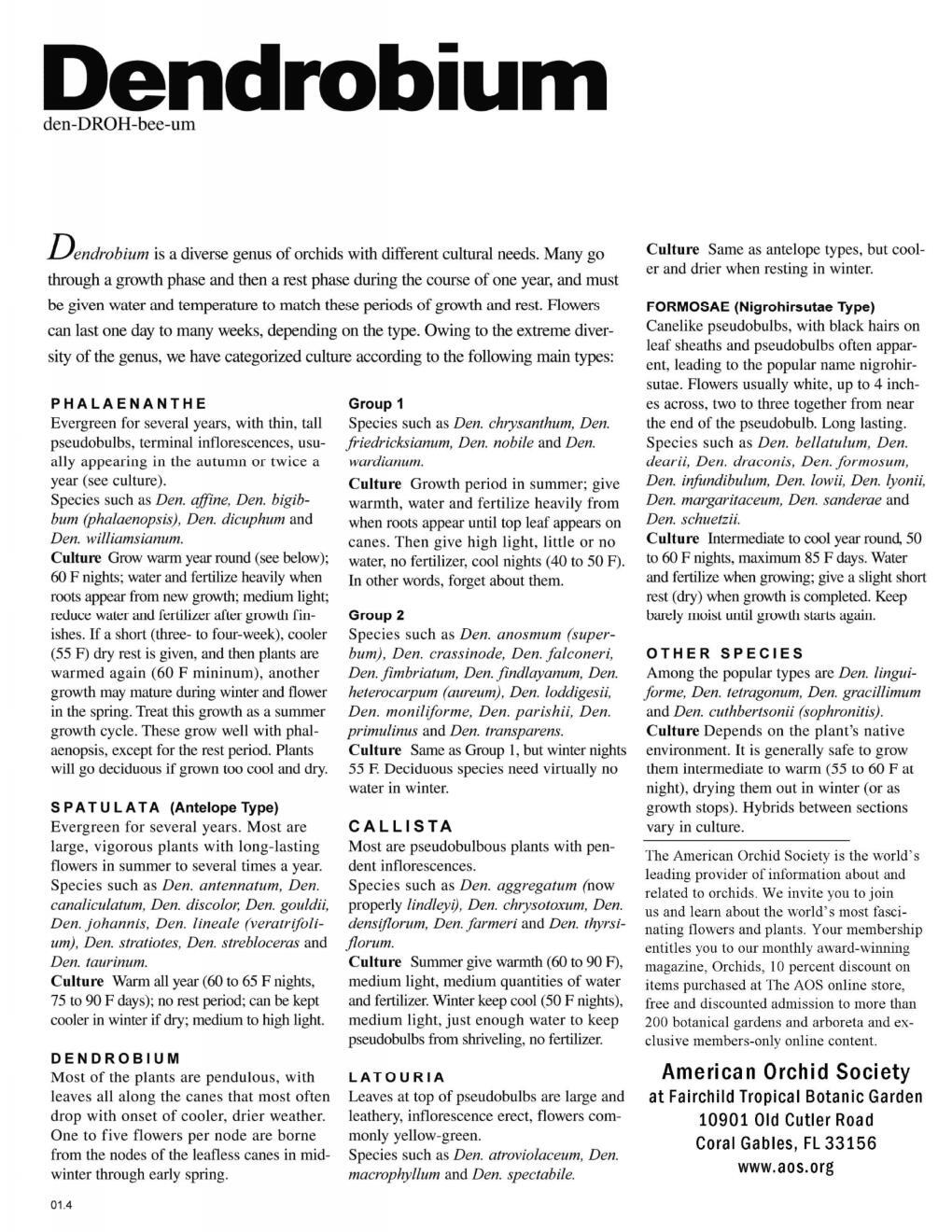 Dendrobium loddigesii Species Orchid Plant in 3.5" Pot eBay