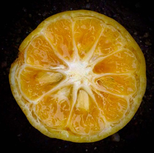 Citrus × tachibana - Naranja tachibana | Cítrico tachibana - Imagen 3 de 3