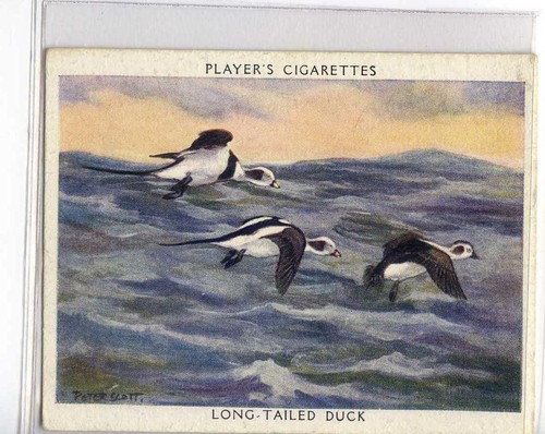 (Jf2177) JUGADORES, AVES SILVESTRES, PATO DE COLA LARGA, 1937, #11 - Imagen 1 de 2