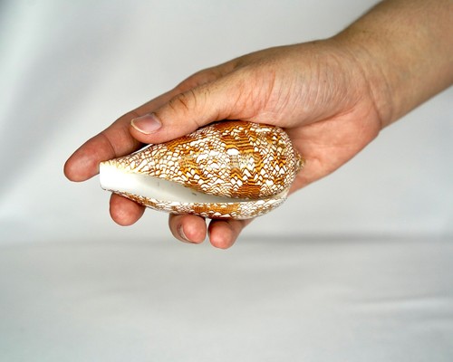 100mm Unveil the Enchantment Exquisite Conus Textile Seashell Collector's Dream! - Picture 2 of 12