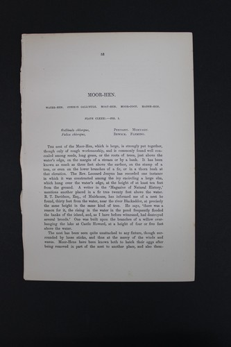 Birds, Nests, Eggs, F.O.Morris, 1875 - Picture 2 of 3
