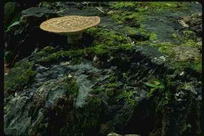 158089 Dryaden Sattel Polypore auf Baumstumpf A4 Fotodruck
