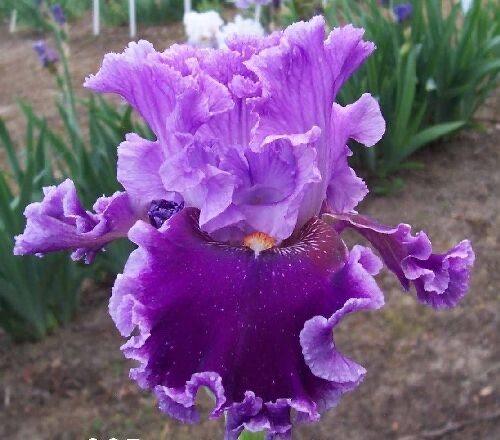 Iris TB, ''About Town'. (Barry Blyth, R. 1996)… 1 Rizoma. SPED. 4/07/ 2025. - Imagen 2 de 2