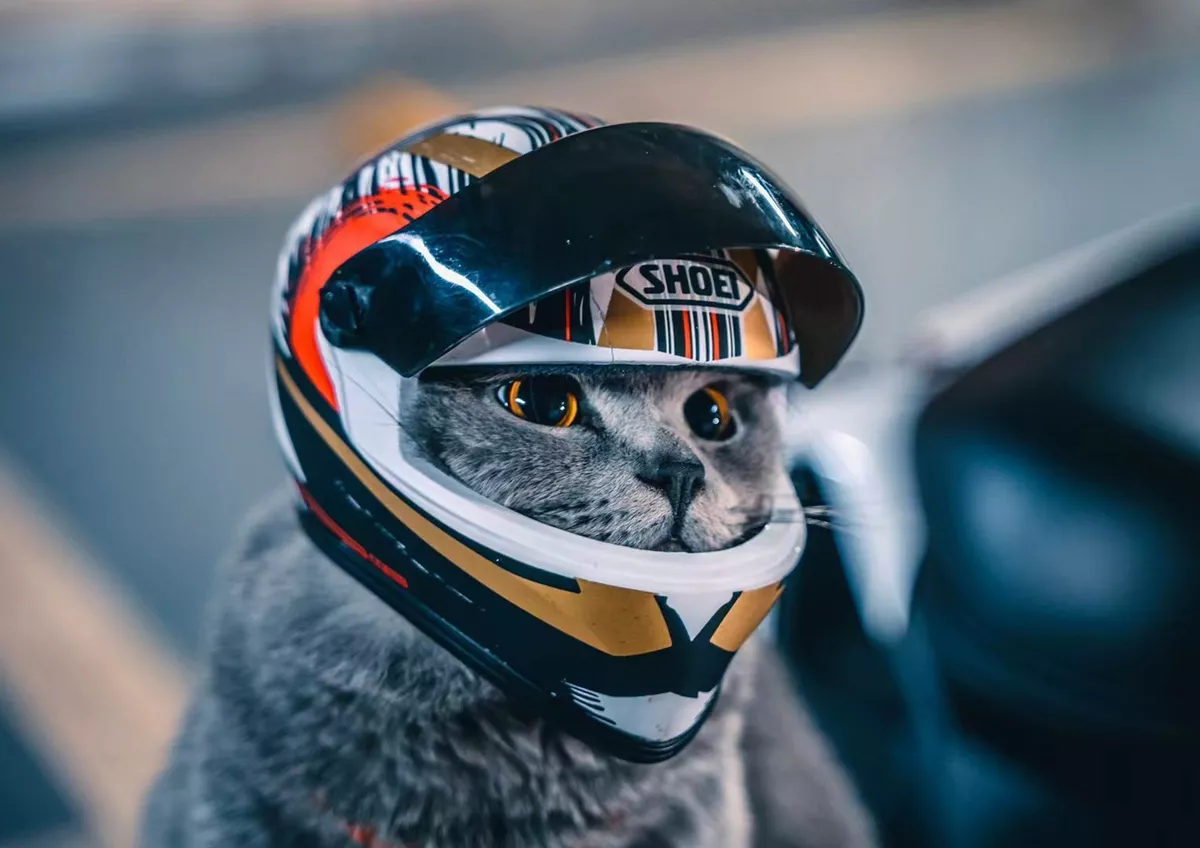 Dog helmets online