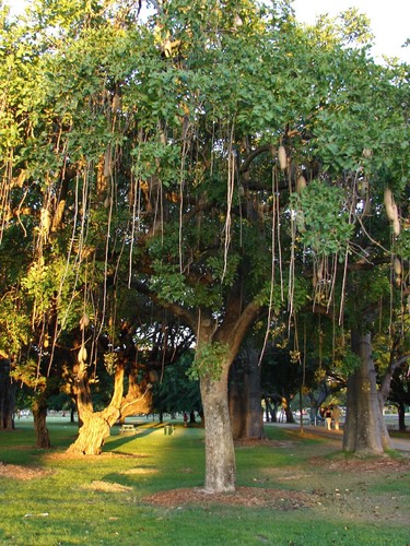 ~Wurstbaum~ Kigelia Africana seltener tropischer Baum lebend mittel Topfpflanze 2-3 Fuß - Bild 11 von 11