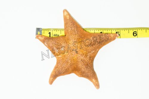 Murciélago estrella de mar cáscara playa boda artesanía real 4"" - 5"" (8 piezas) #JC-54 - Imagen 2 de 5