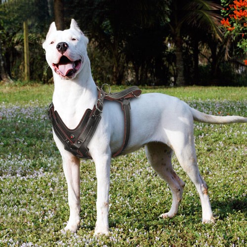 Heavy Duty Leather Dog Harness for Large Dogs Doberman Pitbull No Pull Vest 3XL - Bild 7 von 13