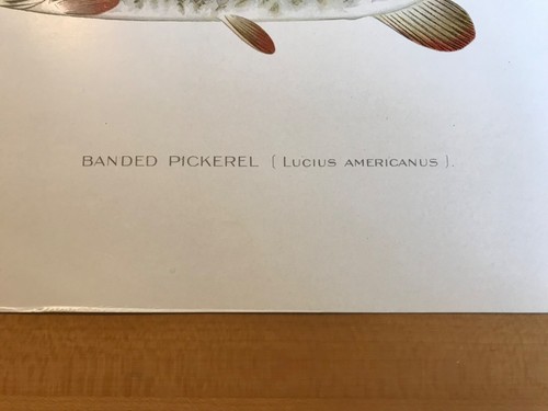 Denton Fish Print - Banded Pickerel - Picture 4 of 8