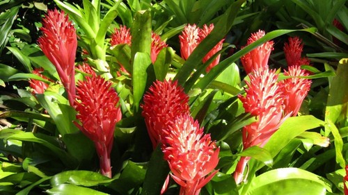 Bromelia Billbergia pyramidalis~Planta tropical exótica~Bromelia antorcha llameante~ - Imagen 2 de 11