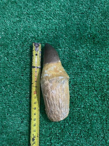 Jurassic 16 Cm Mosasaur Teeth Fossilized Prehistoric Marine Reptiles Ancient Sea - Picture 5 of 6