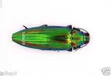 Beetle-Buprestidae -Jewel Beetle - Chrysochroa vittata (MorF) -Northern Thailand