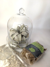 Glass Cloche New Indoor Garden Terrarium Syndicate Home and Garden Air Plants