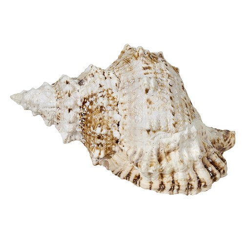 4 Frog Decorative Shells 2.5-3" (Set of 4) - Picture 2 of 3