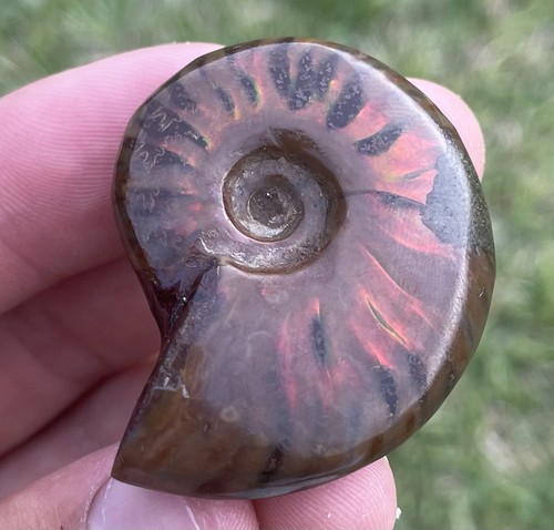 Amazing Rainbow Ammonite Fossil From Madagascar - Picture 4 of 4