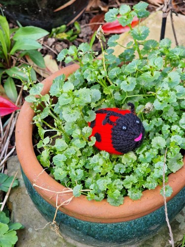 🐌STRICKANLEITUNG 🐝Ostern Garten Viecher Creme Ei Abdeckung EINFACH Käfer Insekten - Bild 13 von 18