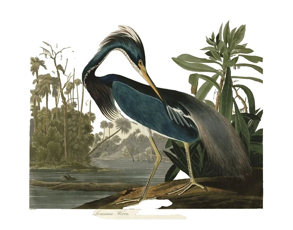 Realism Birds Art Prints