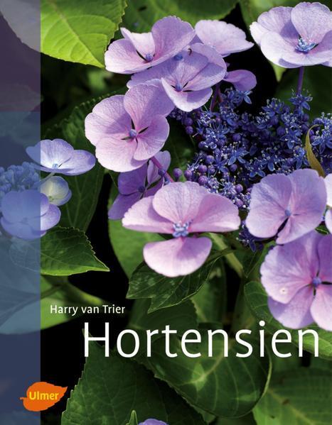 Thumbnail - Hortensien | Harry Van Trier | 2011 | Deutsch | Hydrangea
