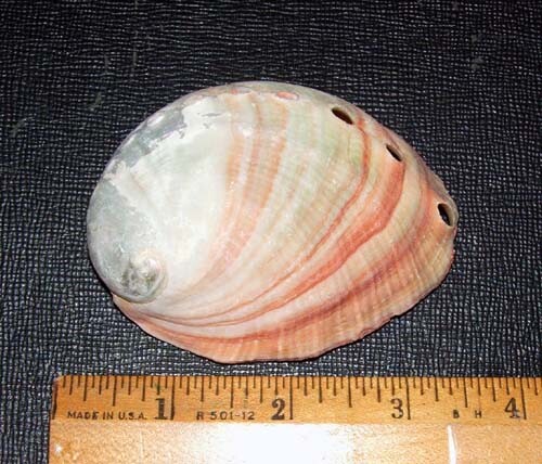 Abalone Muschel 3,25" (klein) für Verschmierzeremonien der amerikanischen Ureinwohner  - Bild 2 von 2