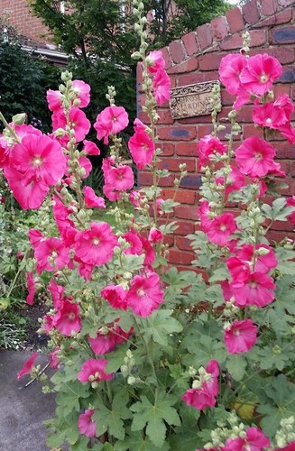 Hollyhock Cerise Pink Flower 40 plus Seeds - Picture 3 of 6