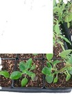 Fall Plants & Seedlings
