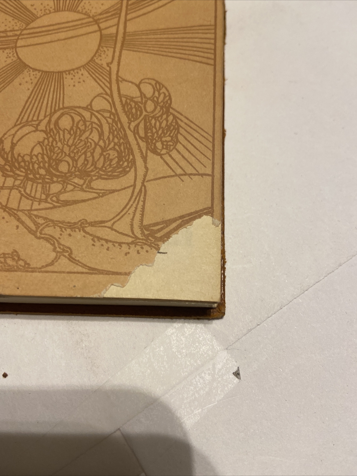Picture 5 of 12