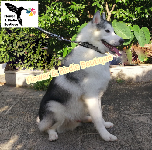 New Dog Collar Martingale Reflective Loop Half Check Chain Nylon Safety Collars - Picture 15 of 24