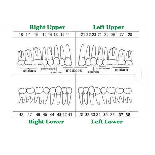 Columbia 860 Typ Dental Typodont Lehruntersuchungsmodell 32 Teile Zähne abnehmbar - Bild 46 von 61