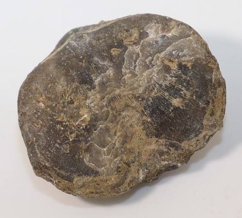 Brachiopode, Schizophoria Schnuri blankenheimense, Devon, Blankenheim, D-k915 - Foto 4 di 10