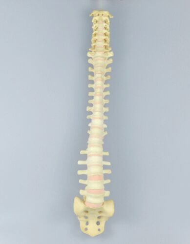 1:1 Trauma de columna vertebral adulto práctica quirúrgica ortopédica modelo esqueleto simulado - Imagen 3 de 4