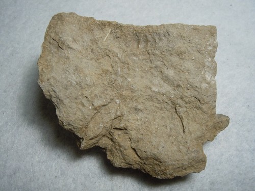 Ammonit seltenes Nautiloid Fossil in Matrix Stein Präparat Frankreich 101 Gramm - Bild 6 von 12