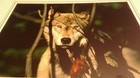 Wolf Stare 2 Animal Photo Print 8x10 New Matted Wall Art HQ Gift Sealed Flower