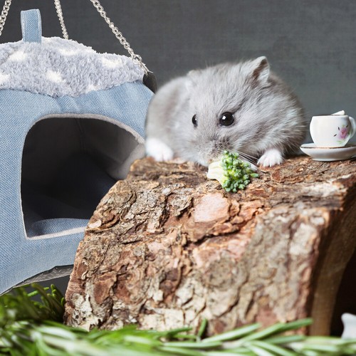 Bequemes Hamsterhaus, Käfig, Hamsterbett, kleines Chinchilla- , - Bild 8 von 12