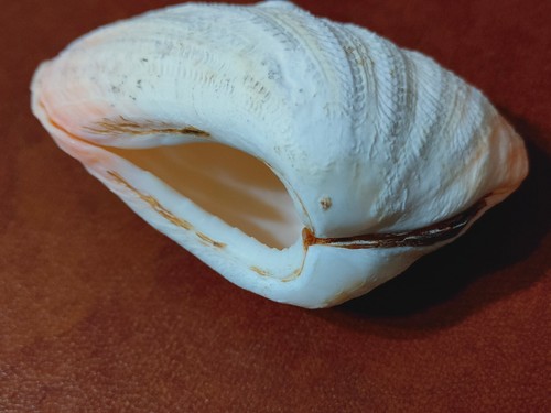 Conchiglia Shell TRIDACNA CROCEA mm 105 x 80 Indopacifico - Foto 3 di 5