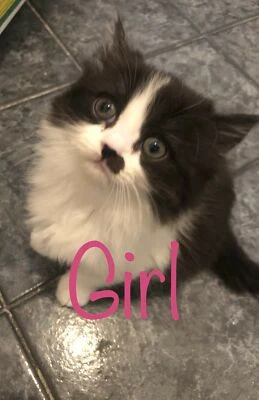 exotic shorthair kittens for sale gumtree