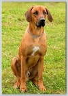 Postcard Rhodesian Ridgeback Dog Breed Canis lupus familiaris South African Dog