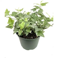 Variegated English Ivy-Live Plant in a 6 In. Pot-Hedera Helix-Beautiful Indoor A