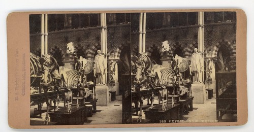 Stereoview Stereoskop Karte Oxford Museum of Natural History mit Skeletten