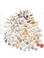 Sea Shell Lot 140 Mixed See Photos 