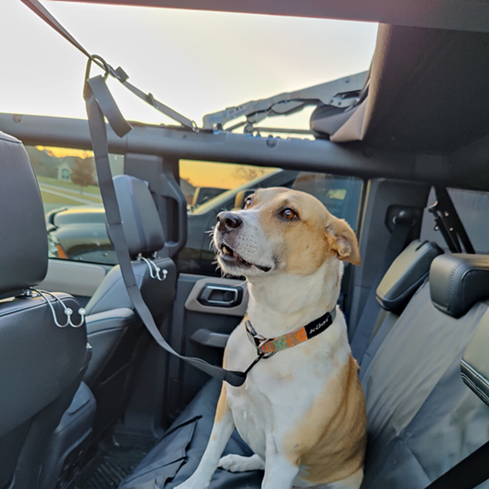 Can You Put 2 Dogs On One Zip Line Leash