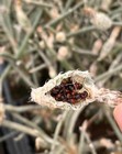 Succulent Plant Astrophytum caput-medusae seeds100/200/500pcs