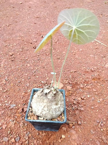 Stephania kaweesakii Stephania nova with phyto- Certificate TH09 - Bild 3 von 6