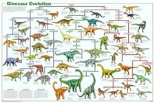 Laminated Dinosaur Evolution Poster 24x36