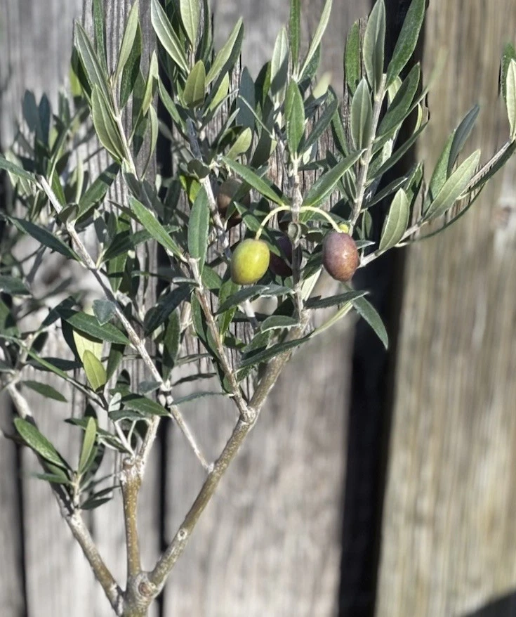 "BONSÁI GRANDE ARBEQUINA OLIVA EN MACETA DE CERÁMICA DE 10"" - YA FRUCTIFICANDO - ENVÍO GRATUITO" Foto 4 de 4