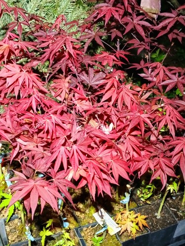 4 Bloodgood Japanese Maples - Picture 11 of 21